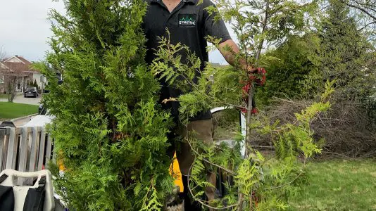 Services d’arbres