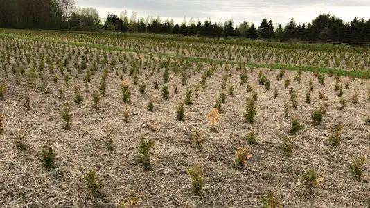 Services d’arbres