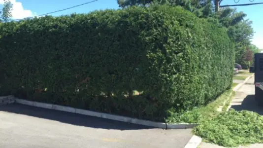Services d’arbres