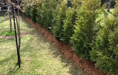 Services d’arbres