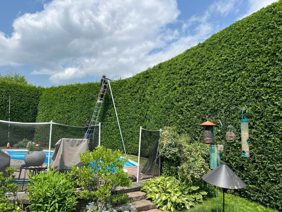 taille et installation de haie a gatineau par symetric